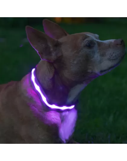 Blazin Safety LED Dog Collar - small Purple