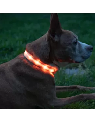 Blazin Safety LED dog Collar - Large orange