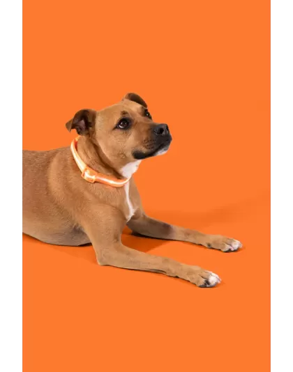 Blazin Safety LED dog Collar - Large orange