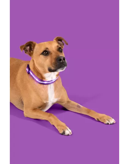 Blazin Safety LED Dog Collar - small Purple